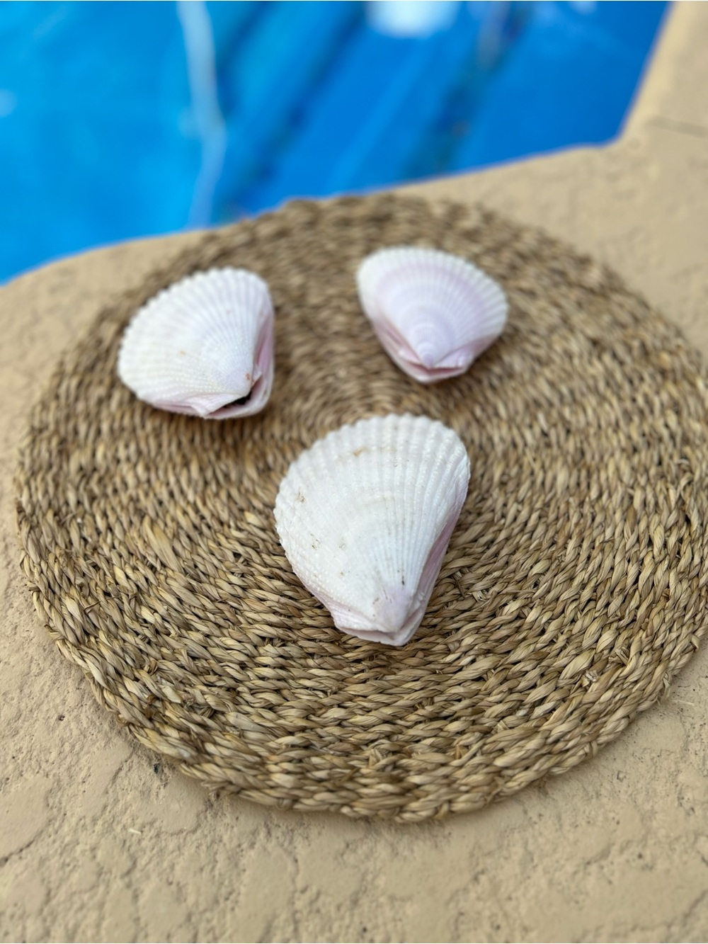 Set of 3 Lima lima shells, also known as spiny file clams.